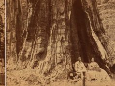 Calaveras Big Trees