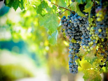 Video Vixens: Murphys Hidden Gem