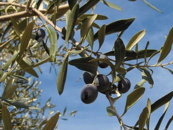 Calaveras Olive Oils Win Awards
