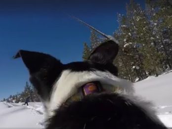 The Pooch Perspective on Cross-Country Ski Trails